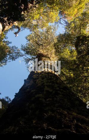 Nahuelbuta National Park and the Araucaria trees