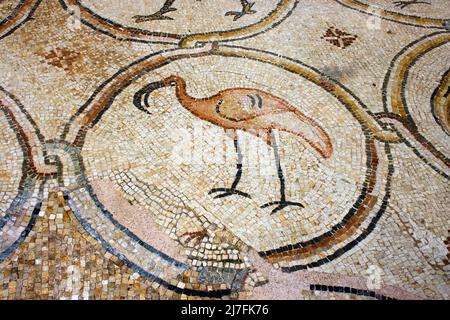 Israel, Coastal plains, Caesarea, The Palace of the ‘Birds Mosaic’ a 14.5 x 16m floor of a villa dating to the Byzantine period, 6-7th century CE Stock Photo