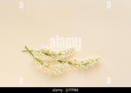 Three branches of blooming white bird cherry on a plain, delicate pastel background. Stock Photo