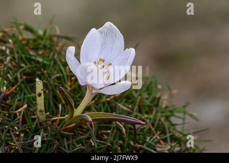 Colchicum triphyllum - is a species of flowering plant, bulbous, belonging to the family Colchicaceae Stock Photo