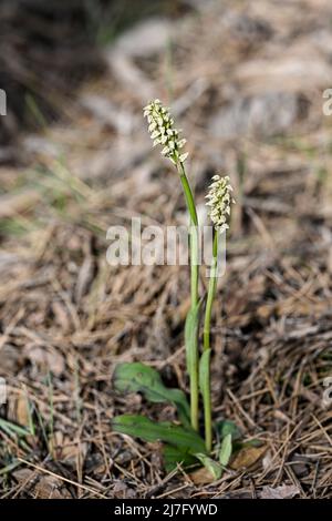 Neotinea maculata - is a species of orchids in the Orchidoideae subfamily Stock Photo