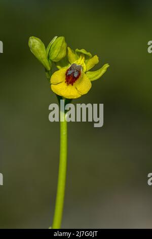 Ophrys lutea - is a species of orchids called bee orchids Stock Photo