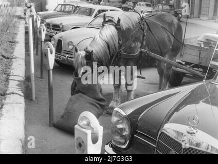 In the 1950s. A decade when horses began to disapear from the streets and the cars and lorrys took over transportation of people and goods. Some were still around and the picture shows a horse 'parked' as a car at a meter, eating from a sack of hay.  Sweden 1950s Stock Photo