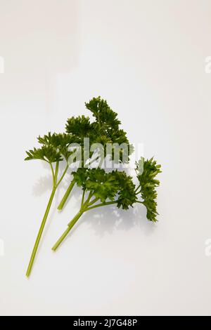 Fresh parsley stalks on white background May 2022 Stock Photo