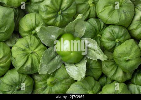 Fresh peeled green tomatillo in a husk full frame close up Stock Photo