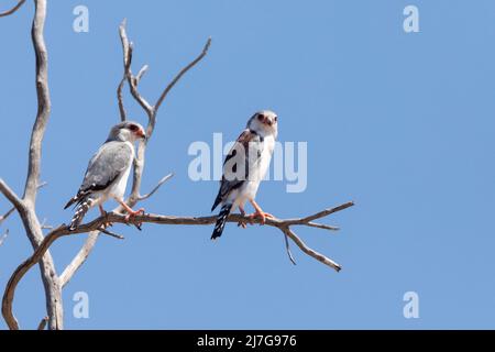 Pair of Pygmy Falcon (Polihierax semitorquatus) Kgalagadi Transfrontier Park, Kalahari, Northern Cape, South Africa Stock Photo
