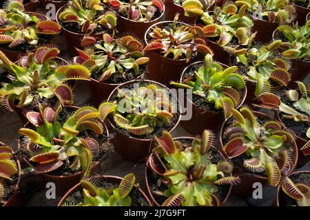 Plant pots with red Venus flytrap close up full frame as merchandise Stock Photo