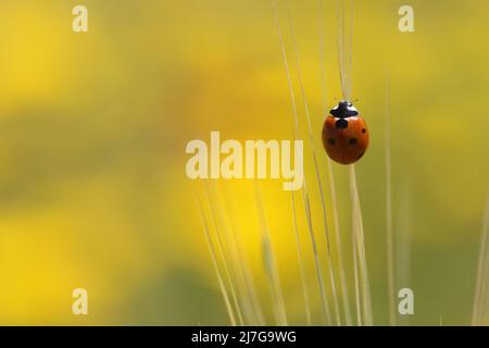 Macro shot of a red ladybug (Coccinellidae) crawling on a golden wheat ear in a sunny field Stock Photo