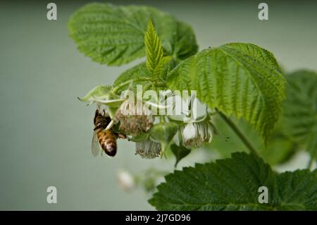 Bee on flowering raspberry Stock Photo