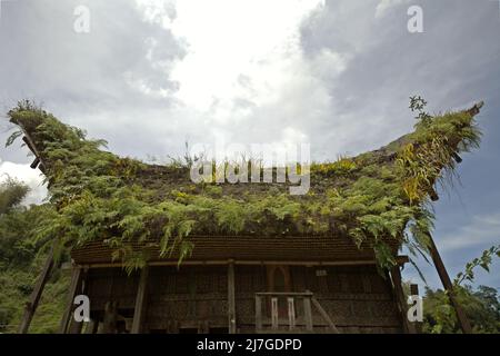 Vegetation on the roof of a granary built in traditional tongkonan architecture in Kete Kesu village, North Toraja, South Sulawesi, Indonesia. Stock Photo