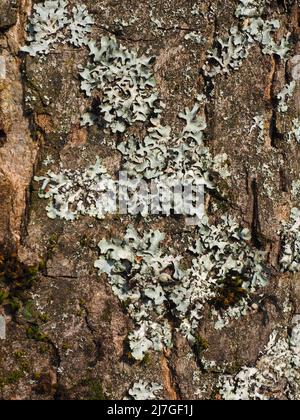 Lichen growing on the bark of a mature tree in a forest in Lancashire, England, UK. Stock Photo
