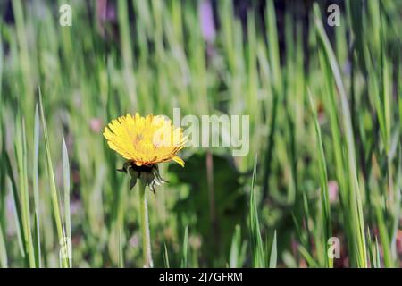 Yellow dandelion growing in the meadow in Poland Stock Photo