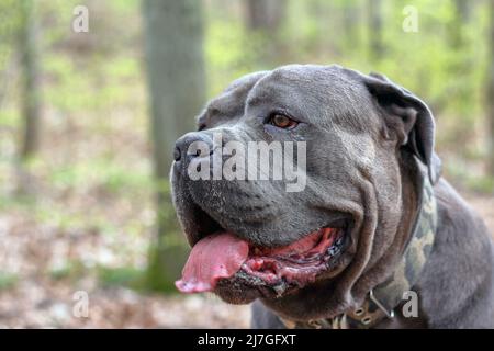 Portrait of a Cane Corso dog in the forest in Poland Stock Photo
