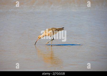 American Long Billed Curlew, numenius Americanus, digging for food in the sand on Santa Monica beach. Santa Monica, California, United States of ameri Stock Photo
