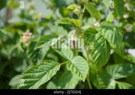 Bee on flowering raspberry Stock Photo