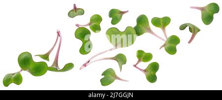 Radish microgreen leaves, young sprouts isolated on white background Stock Photo