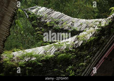 Vegetation on the roof of a granary built in traditional tongkonan architecture in Kete Kesu village, North Toraja, South Sulawesi, Indonesia. Stock Photo