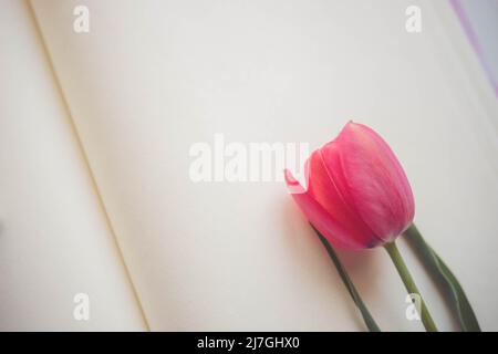 Open book with creamy blank sheets and pink tulip flower Stock Photo