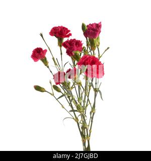 Branch pink carnation flowers isolated on white background Stock Photo