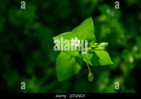 Common Chickweed, Stellaria media, flowering in Pruhonice, Central Bohemian Region, Czech Republic, on May 4, 2022. (CTK Photo/Libor Sojka) Stock Photo