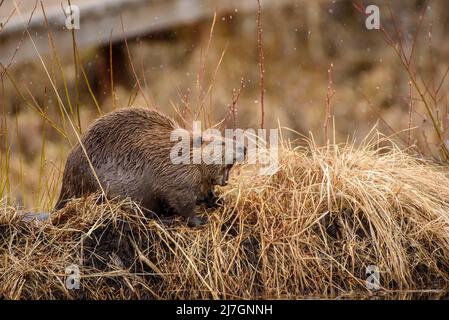 A large castor canadensis beaver yawning on grassy bank of pond Stock Photo