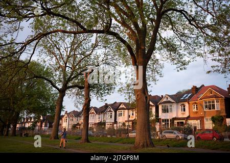 A 100 year-old ash tree bordering Ruskin Park and in behind them, Edwardian period homes, on 5th May 2022, in south London, England. Stock Photo