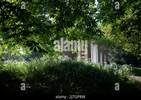 A park user walks beneath horse chestnut foliage, near the pillars of the portico, the only remnant of a large house that stood at 170 Denmark Hill, now forming an architectural feature in the public green space of Ruskin Park in Lambeth, on 6th May 2022, in south London, England. Stock Photo