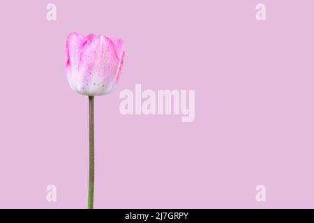 Pink tulip flower isolated on pink background. Copy space. Modern, puristic springtime background. Stock Photo