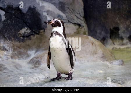 Humboldt penguin stands on a rocky shore. South American penguin resting after swimming Stock Photo