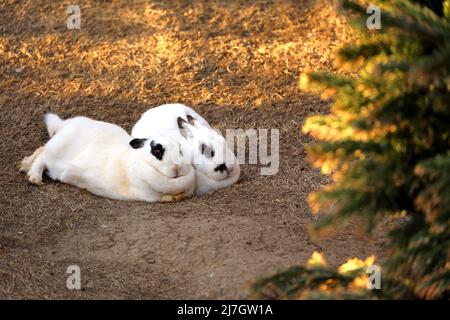 Couple of white rabbits with black spots lies on the grass under the evening sun Stock Photo