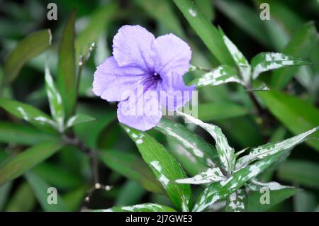 ruellias or wild petunias , Ruellia simplex or Acanthaceae plant Stock Photo