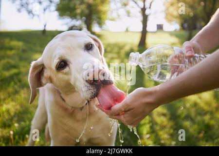 Dog drinking water from plastic bottle. Pet owner takes care of his labrador retriever during hot sunny day. Stock Photo