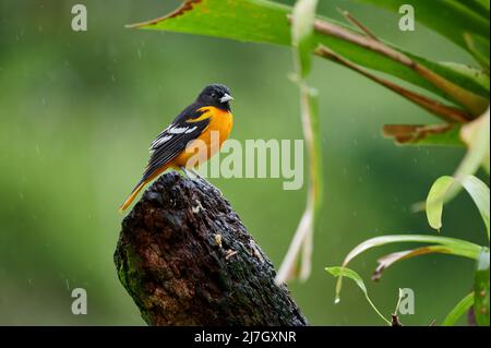 Male Baltimore Oriole (Icterus galbula), Maquenque Eco Lodge, Costa Rica, Central America Stock Photo