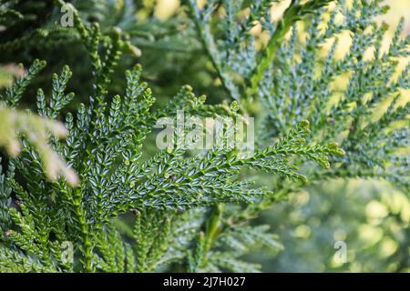 Evergreen leaves on branch of Thujopsis in the family Cupressaceae. Bright Thujopsis dolabrata in the spring. It is also called hiba, false arborvitae Stock Photo