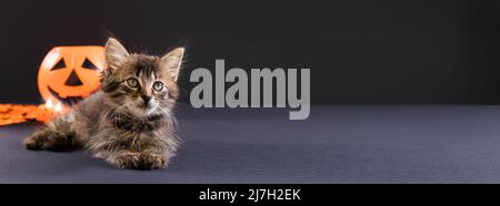 A Halloween cat sits near a bucket of pumpkin for candy. Long banner on a black background place for text copy space. Stock Photo