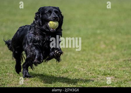 Little Black Dog Bringing the Ball Stock Photo