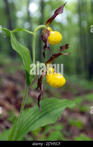 Small Yellow Lady's Slipper Orchid (Cypripedium parviflorum) - DuPont State Recreational Forest, Cedar Mountain, near Brevard, North Carolina, USA Stock Photo