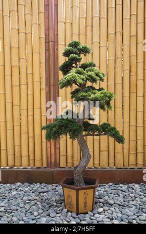 metro bonsai Pinus mugo Twisty Pre-Bonsai Mugo Pine main image 0
