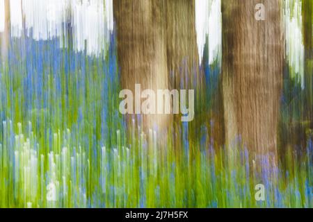 ICM international camera movement of bluebells in a woodland in Morpeth Northumberland Stock Photo