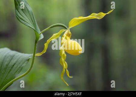 Large Yellow Lady's Slipper Orchid (Cypripedium parviflorum var. pubescens) - DuPont State Recreational Forest, Cedar Mountain, near Brevard, North Ca Stock Photo