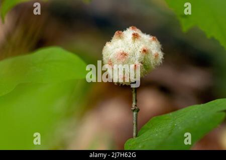 Wool Sower Gall (Callirhytis seminator) - DuPont State Recreational Forest, Cedar Mountain, North Carolina, USA Stock Photo