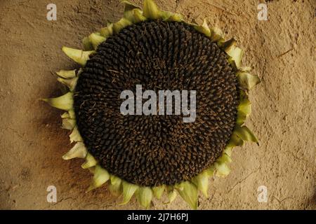 Sunflower seed head details Background, Helianthus seedpod detail. Stock Photo