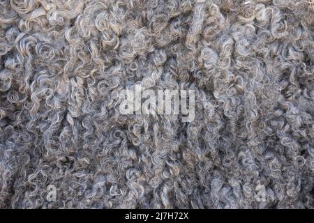 Small curls of washed sheep hair. Natural sheepskin rug background. Woolen texture Stock Photo