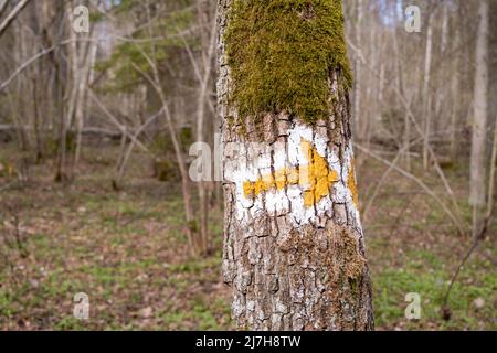 Yellow tourist sign pointing to the right drawn on spruce trunk in the Latvian woods. Stock Photo