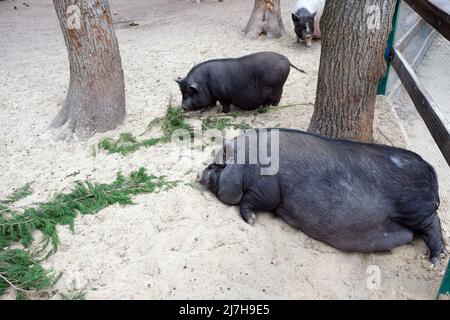 Two pigs between the trees, one is resting, the other is looking for food in the ground at the zoo. black fat domestic pigs laying down on the sand Stock Photo
