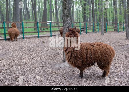 Two brown lamas in a zoo with a very large amount of spun wool next to the trees, walking on the sand turned away from the camera Stock Photo