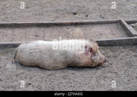 A large white pig lies on the ground in a zoo near a wooden trough with its face turned away from the camera lens. Stock Photo
