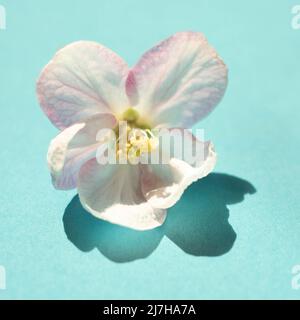 Apple tree white big flower on sunny blue table. Art card. Happy floral background Stock Photo