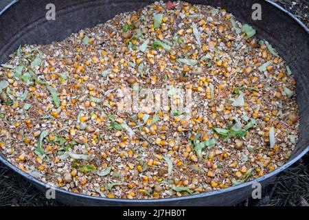 Natural food for animals in a large bowl. Many seeds of grain plants and yellow kernels of corn in a bucket for feeding various birds and animals in t Stock Photo