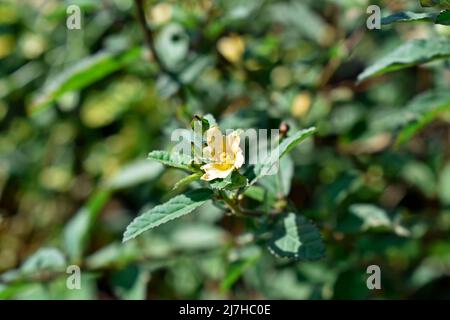 Arrowleaf sida or rhombus-leaved sida flower (Sida rhombifolia) Stock Photo